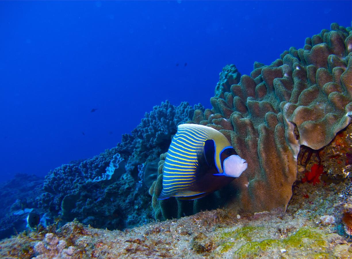 מלון סודוואנה ביי Coral Divers מראה חיצוני תמונה