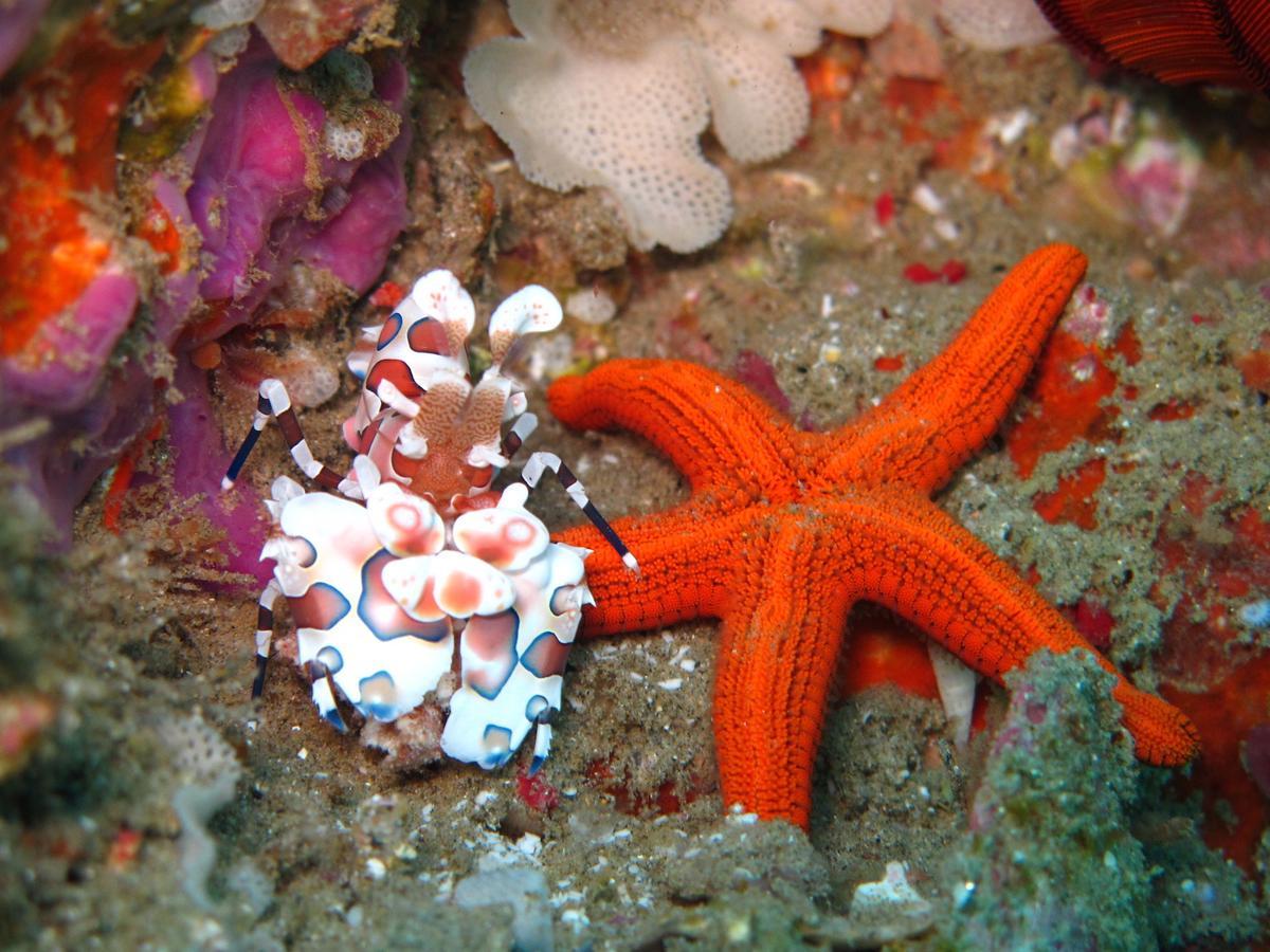 מלון סודוואנה ביי Coral Divers מראה חיצוני תמונה